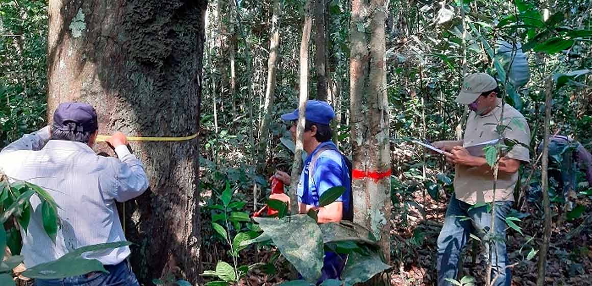 Científicos descubren cómo y por qué mueren los árboles amazónicos