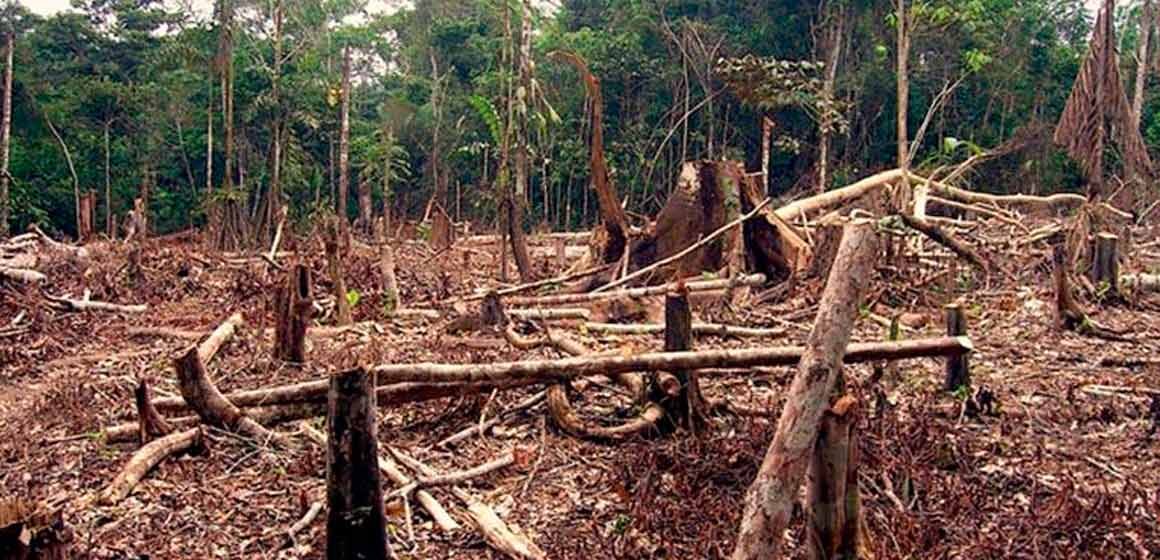 La pérdida de bosques tropicales subió en 2020; Bolivia escaló al tercer puesto